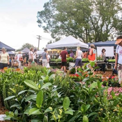 Popup Orange Grove